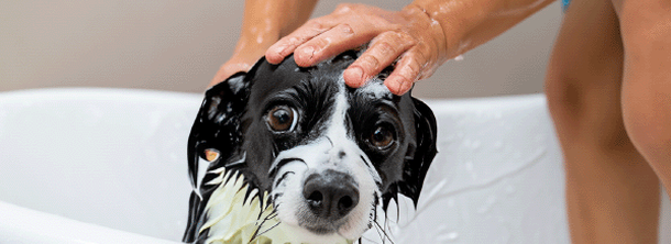 Как часто следует купать собаку?